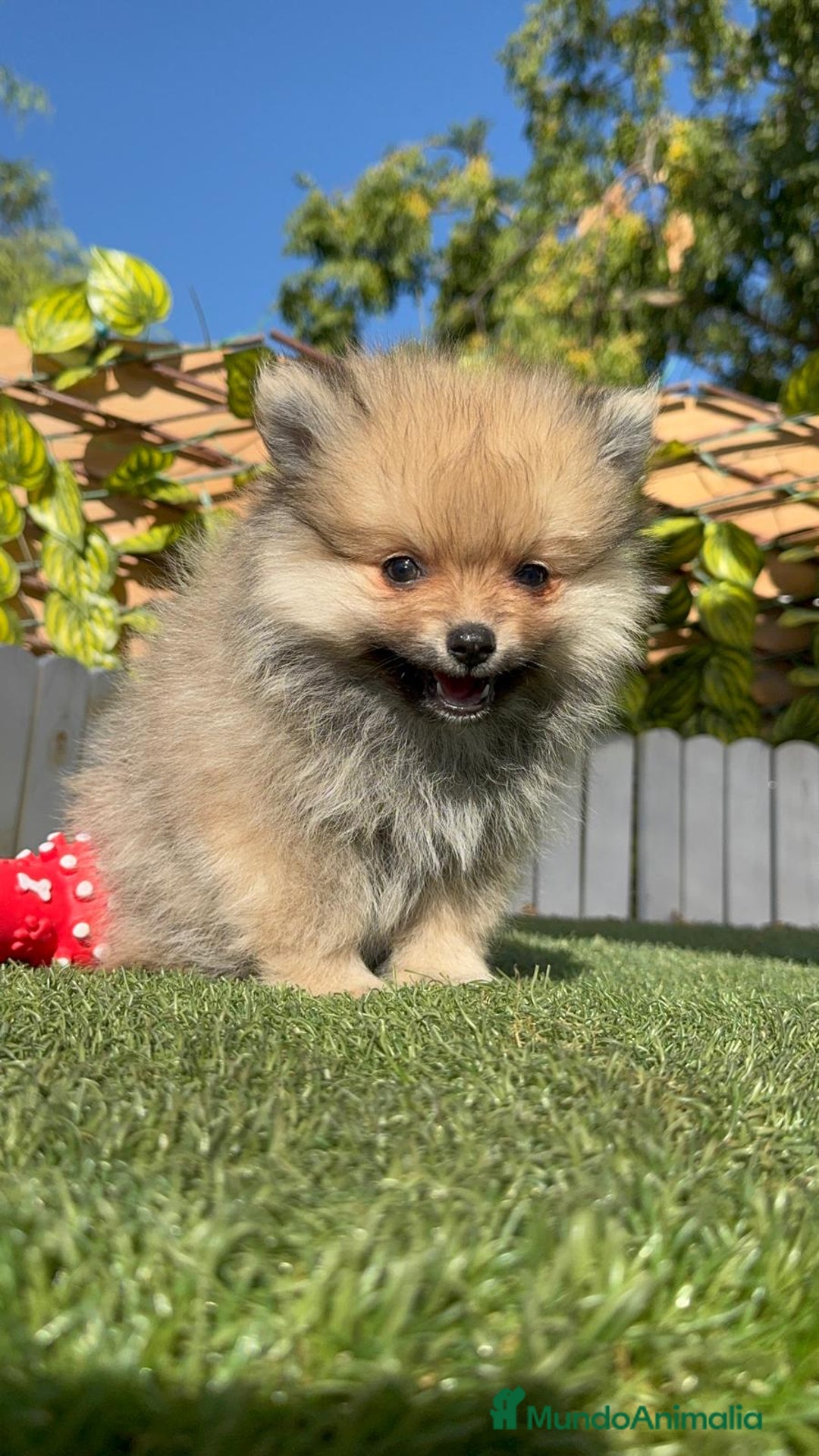 Pomerania perros en venta: POMERANIA MACHO - Imagen 13