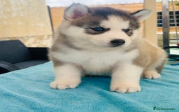 Husky Siberiano perros en venta: Cachorro husky - Imagen 4