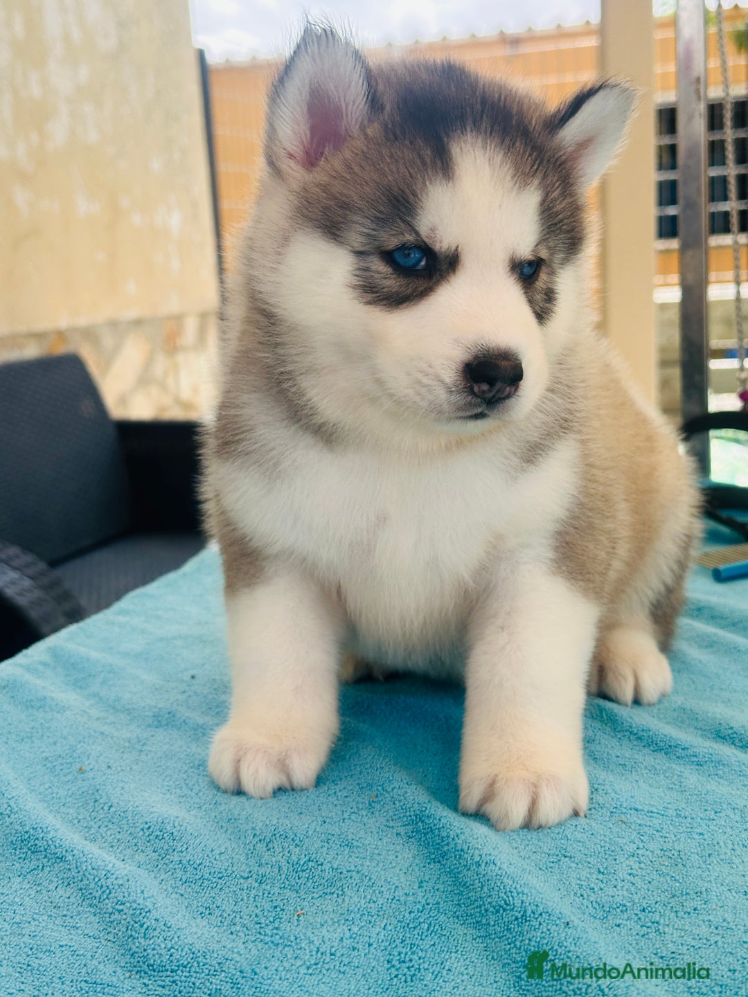 Husky Siberiano perros en venta: Cachorro husky - Imagen 4