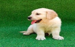 Golden Retriever perros en venta: GOLDEN RETRIEVER - Imagen 3