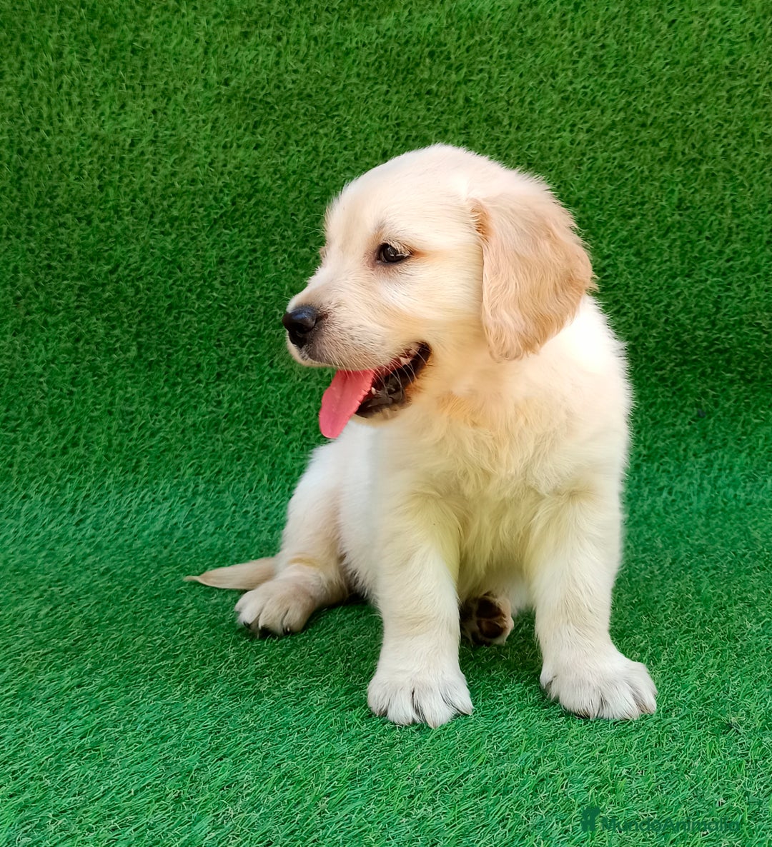 Golden Retriever perros en venta: GOLDEN RETRIEVER - Imagen 3