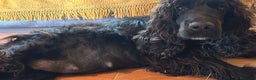 Cocker Spaniel Inglés perros en venta: Cocker Spaniel ingles  - Anuncio 9
