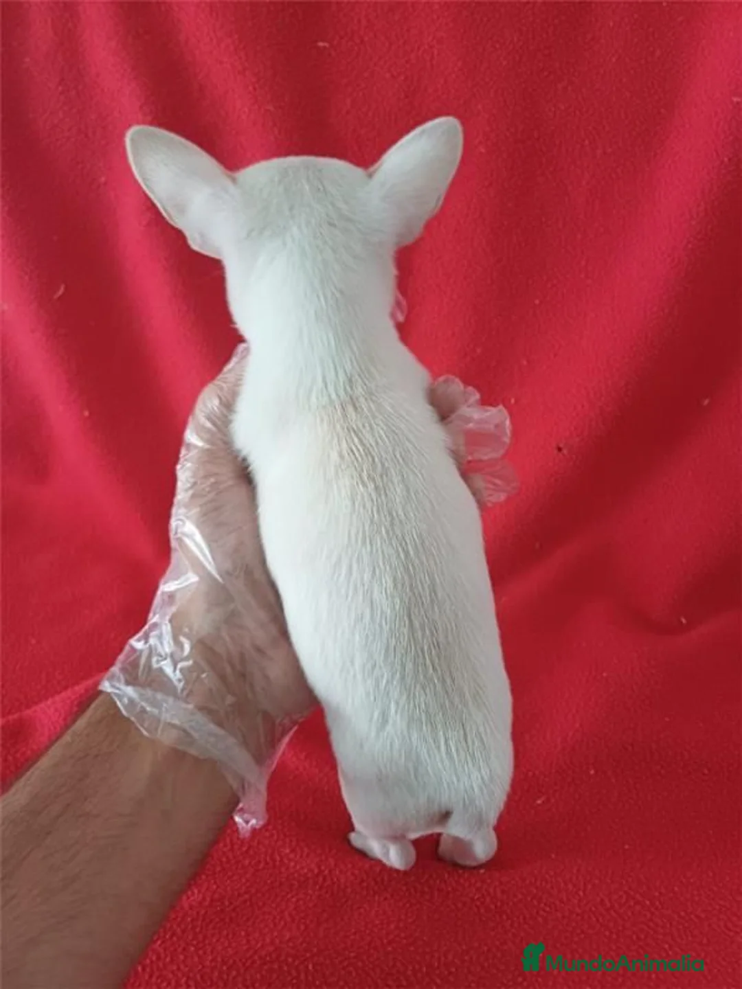 Chihuahua perros en venta: Chihuahua  - Anuncio 3