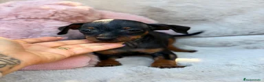 Pinscher Miniatura 5