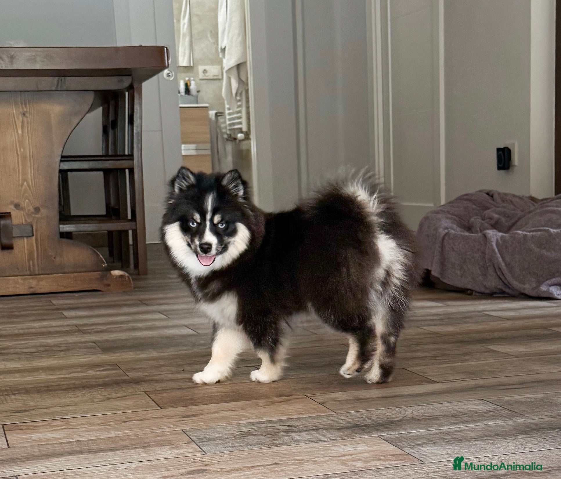 Pomsky perros Última hembra Pomsky mini F5 - Anuncio 1