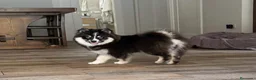 Pomsky perros en venta: Última hembra Pomsky mini F5 - Anuncio 1