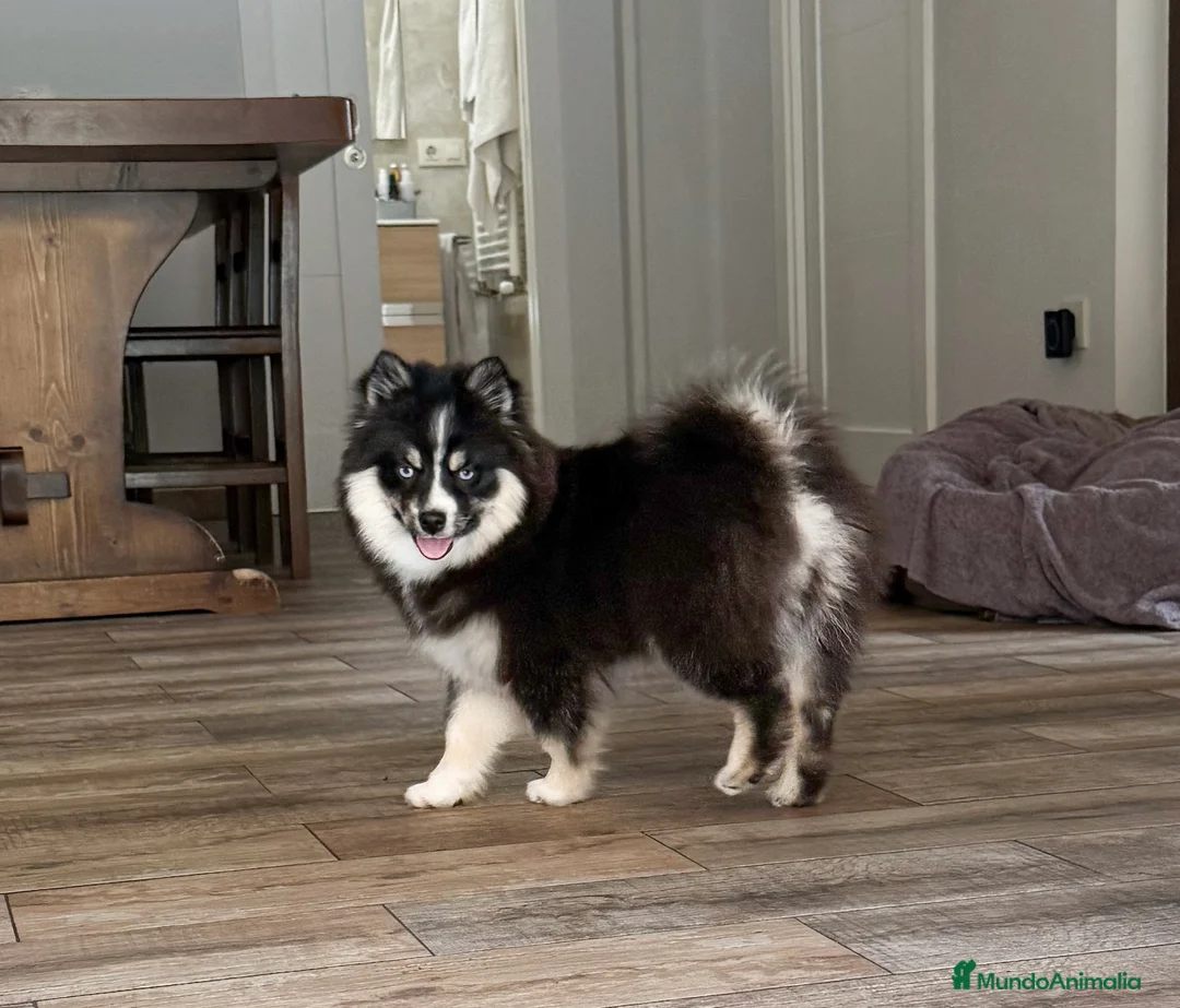 Pomsky perros en venta: Última hembra Pomsky mini F5 - Anuncio 1