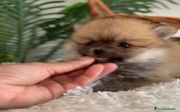 Pomerania perros en venta: POMERANIA HEMBRA - Imagen 4