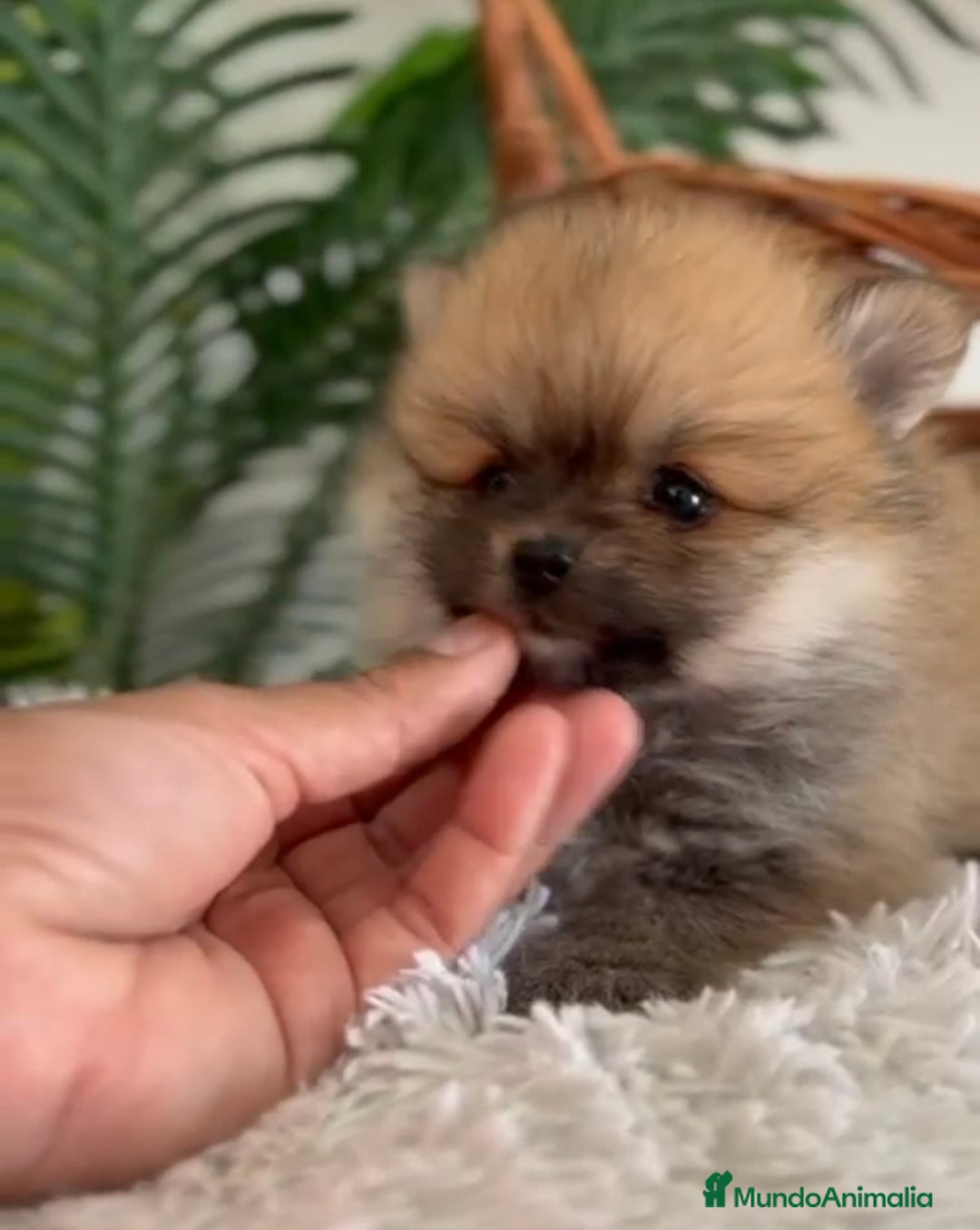 Pomerania perros en venta: POMERANIA HEMBRA - Imagen 4