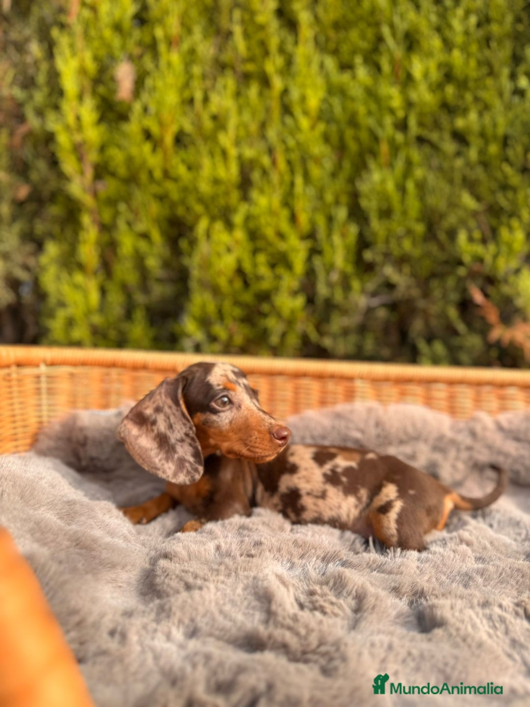 Teckel Miniatura perros en venta: camada de teckel - Imagen 4