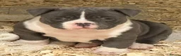 American Bully perros en venta: Camada American Bully  - Anuncio 3