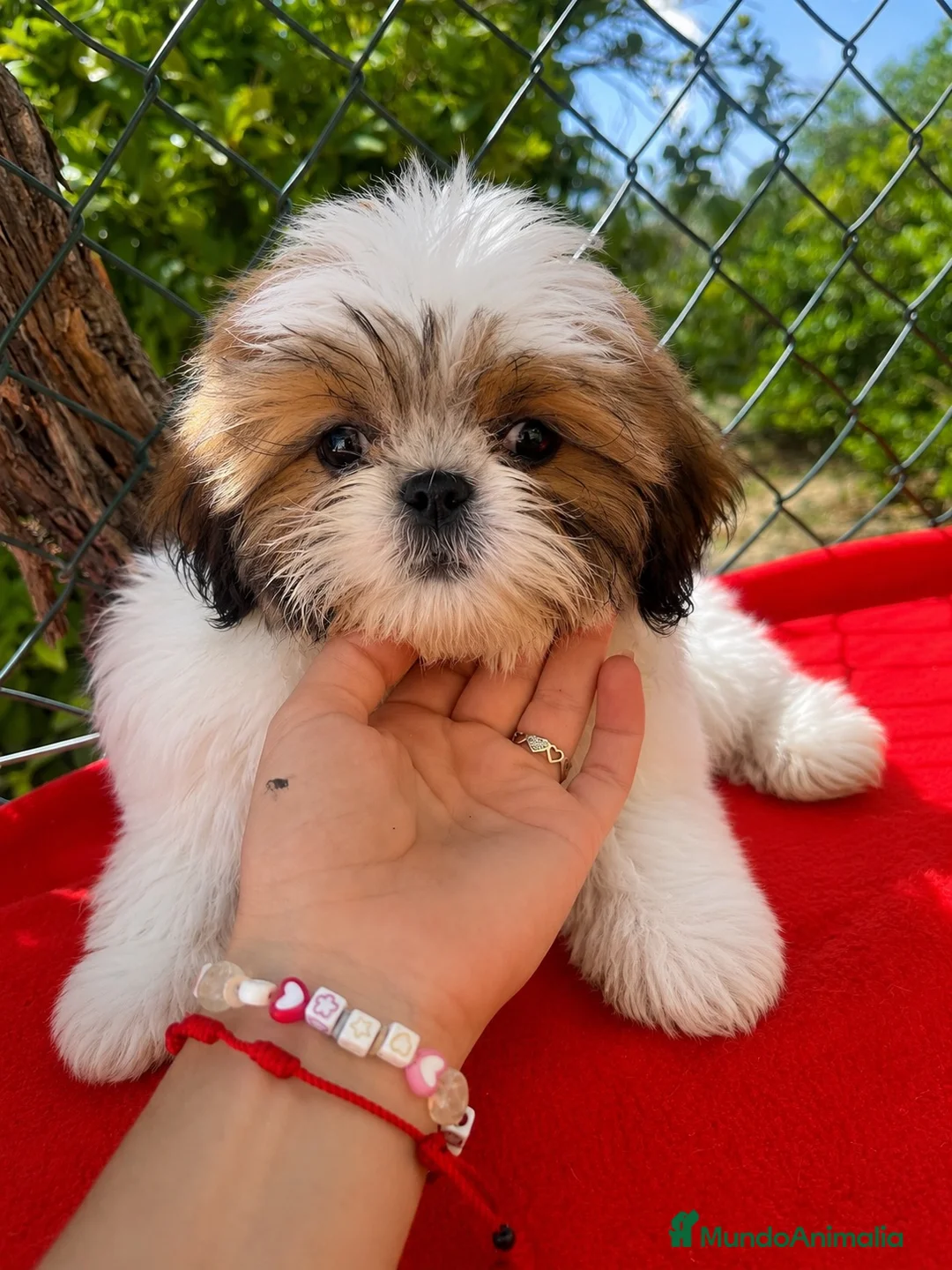 Shih Tzu perros en venta: OPORTUNIDAD PRECIOSO EJEMPLAR - Anuncio 1