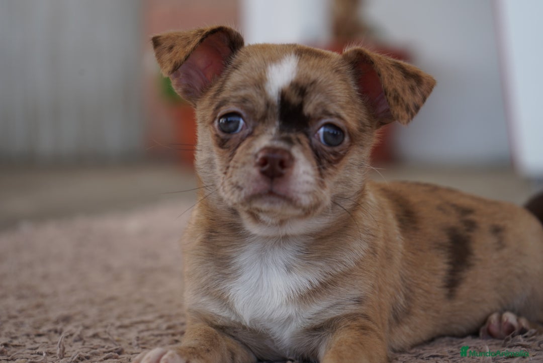 Chihuahua perros en venta: PADDY Y RONDA, DOS CHIHUAHUAS MUY ESPECIALES - Imagen 1
