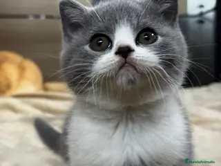 Británico de Pelo Corto gatos British shorthair - Anuncio 7