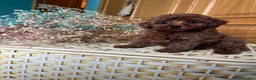 Caniche Toy perros en venta: Caniche Toy excelentes ejemplares!!! - Anuncio 2