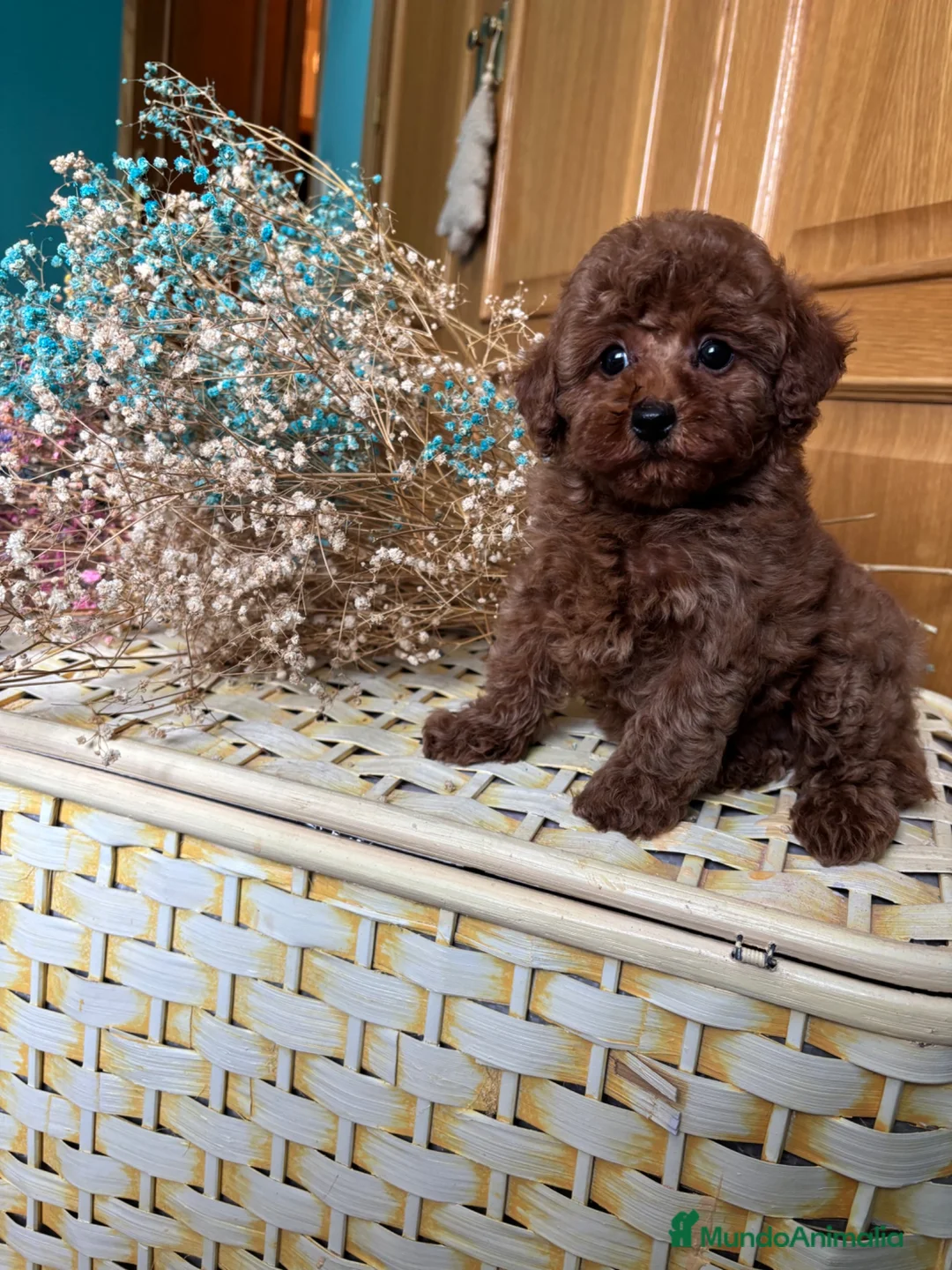 Caniche Toy perros en venta: Caniche Toy excelentes ejemplares!!! - Anuncio 2