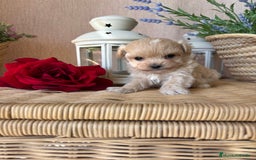 Maltipoo perros en venta: Maltipoo hembra tacita de té !!! - Imagen 6