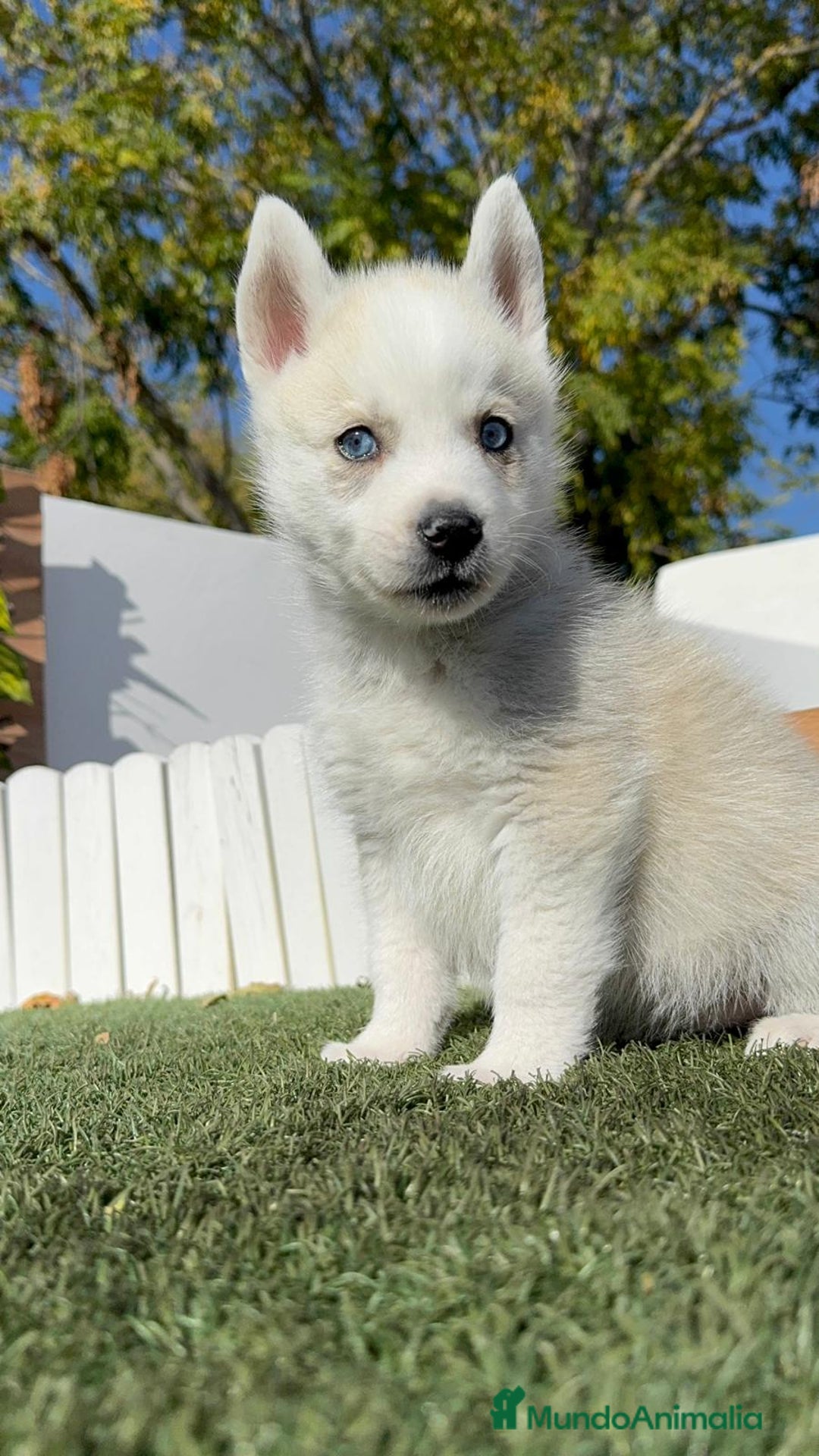 Husky Siberiano perros en venta: HUSKY  - Anuncio 19