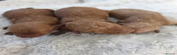 Caniche Toy perros en venta: Abrimos reservas en Álava - Anuncio 11