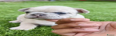 Bulldog Francés 1