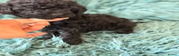 Caniche Toy perros en venta: Caniche toy 50% asiático🐾 - Anuncio 4