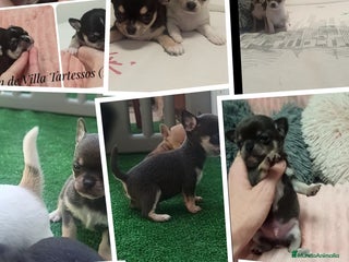 Chihuahua perros - Anuncio 20