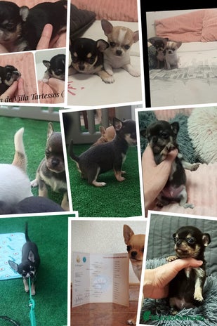 Chihuahua perros - Anuncio 19