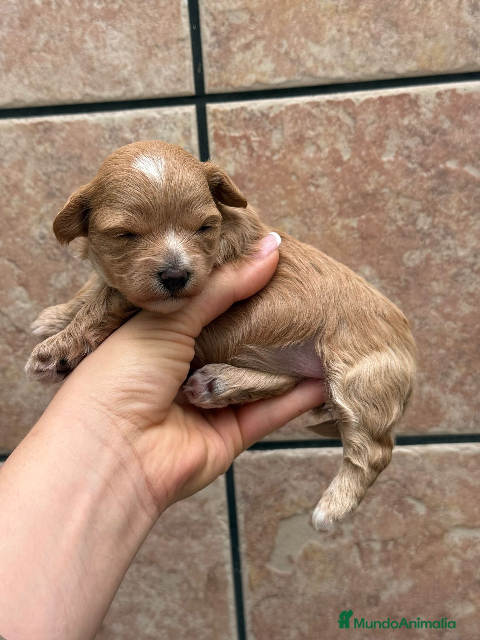 Maltipoo perros en venta: Maltipoo - Anuncio 2