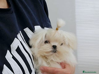 Bichón Maltés perros en Barcelona - Anuncio 32