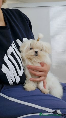 Bichón Maltés perros en Barcelona - Anuncio 3