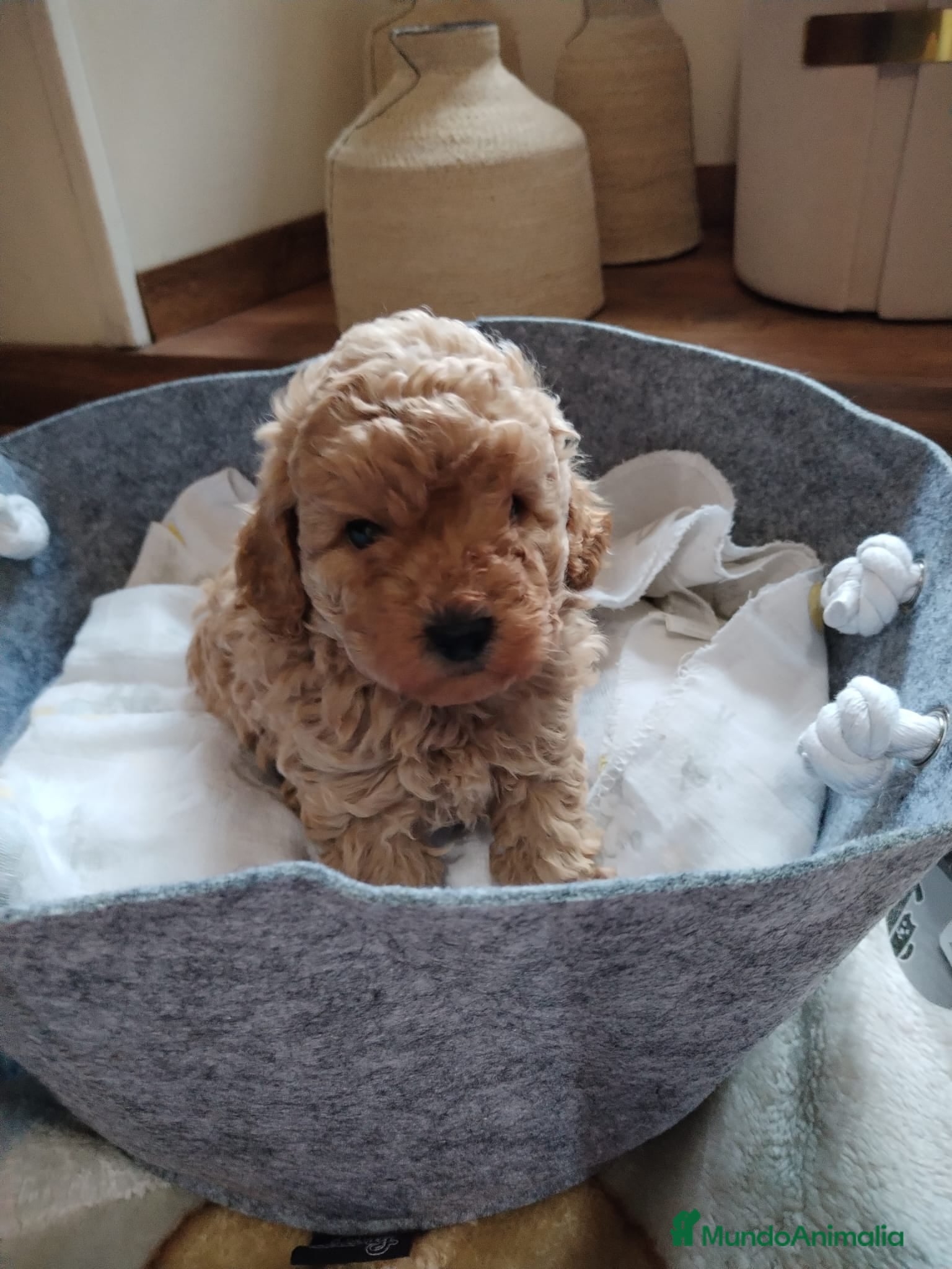 Caniche Mediano perros Caniches - Anuncio 1