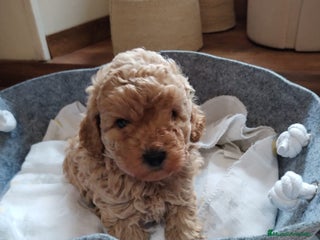 Caniche Mediano perros Caniches - Anuncio 1