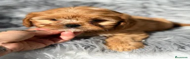 Cavapoo 1