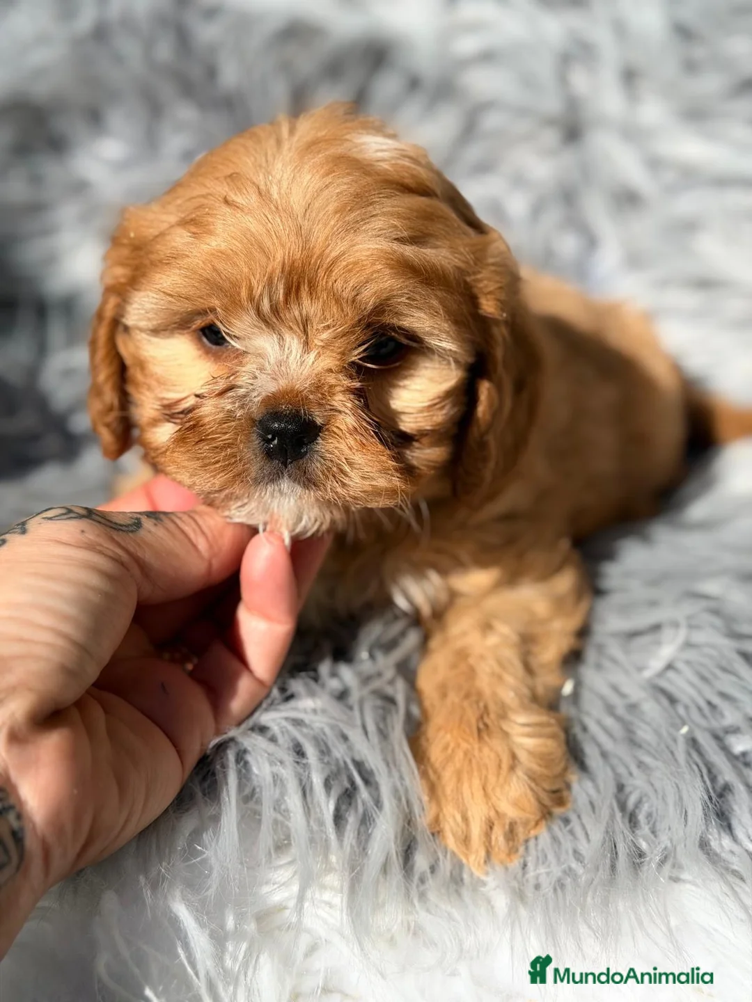 Cavapoo perros en venta: Cavapoo apricot  - Anuncio 2