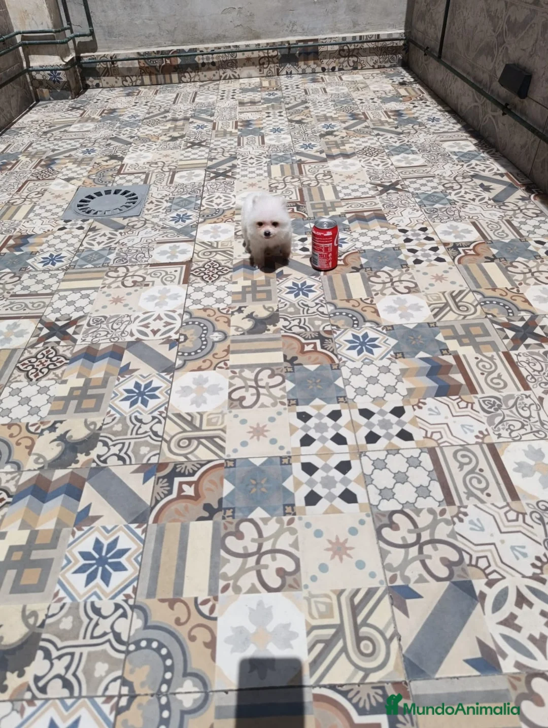 Pomerania perros en venta: Precioso pomerania toy osito - Anuncio 1