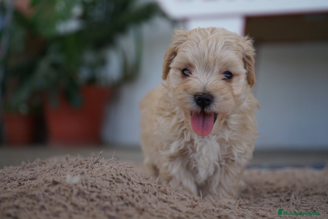 Maltipoo perros en venta: 🐾 Manolo y Jacinto – Hermanitos Maltipoo 🐾 - Imagen 7
