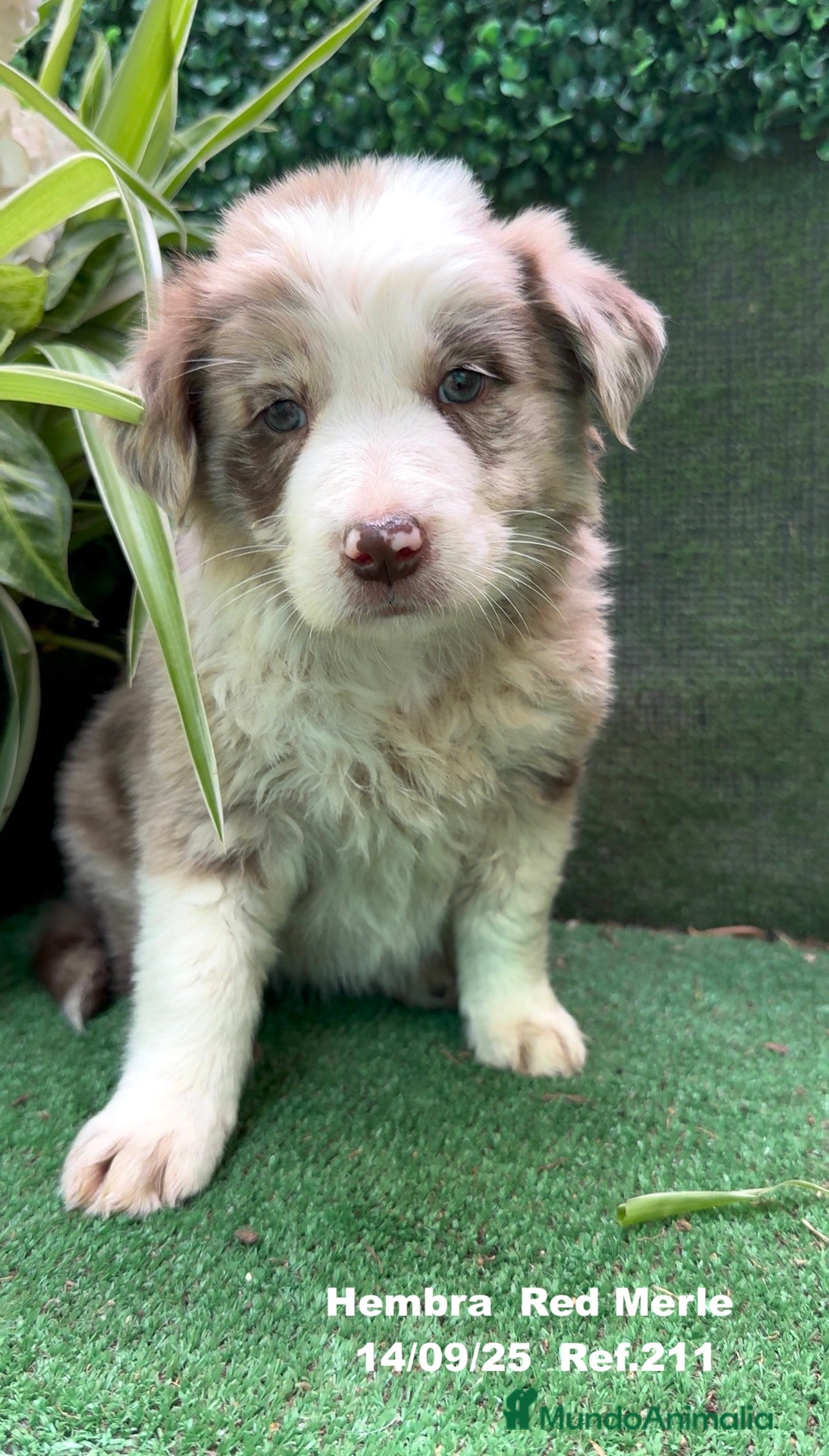 Border Collie perros BORDER COLLIE Red Merle - Anuncio 22