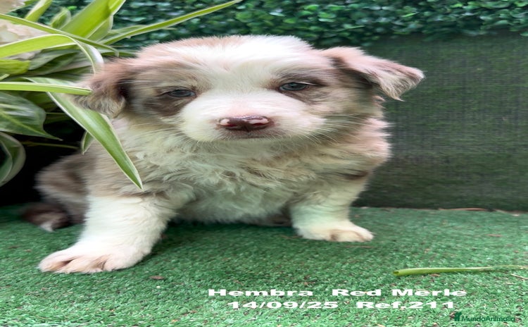 Border Collie perros - Anuncio 5