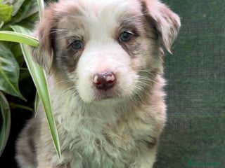 Border Collie perros - Anuncio 1