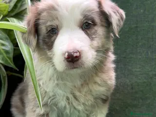 Border Collie perros BORDER COLLIE Red Merle - Anuncio 28