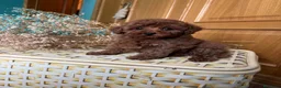 Caniche Toy perros en venta: Caniche Toy excelentes ejemplares!!! - Anuncio 3