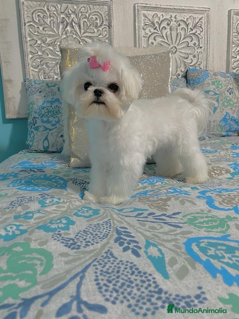 Bichón Maltés perros Bichon maltés listos para entregar. - Anuncio 1
