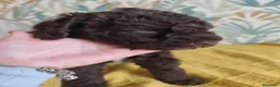 Perro de Agua Español perros en venta: Espectacular PDA - Anuncio 10