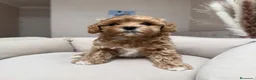 Maltipoo perros en venta: Pequeños Maltipoo Toy 🧸💕 - Anuncio 2