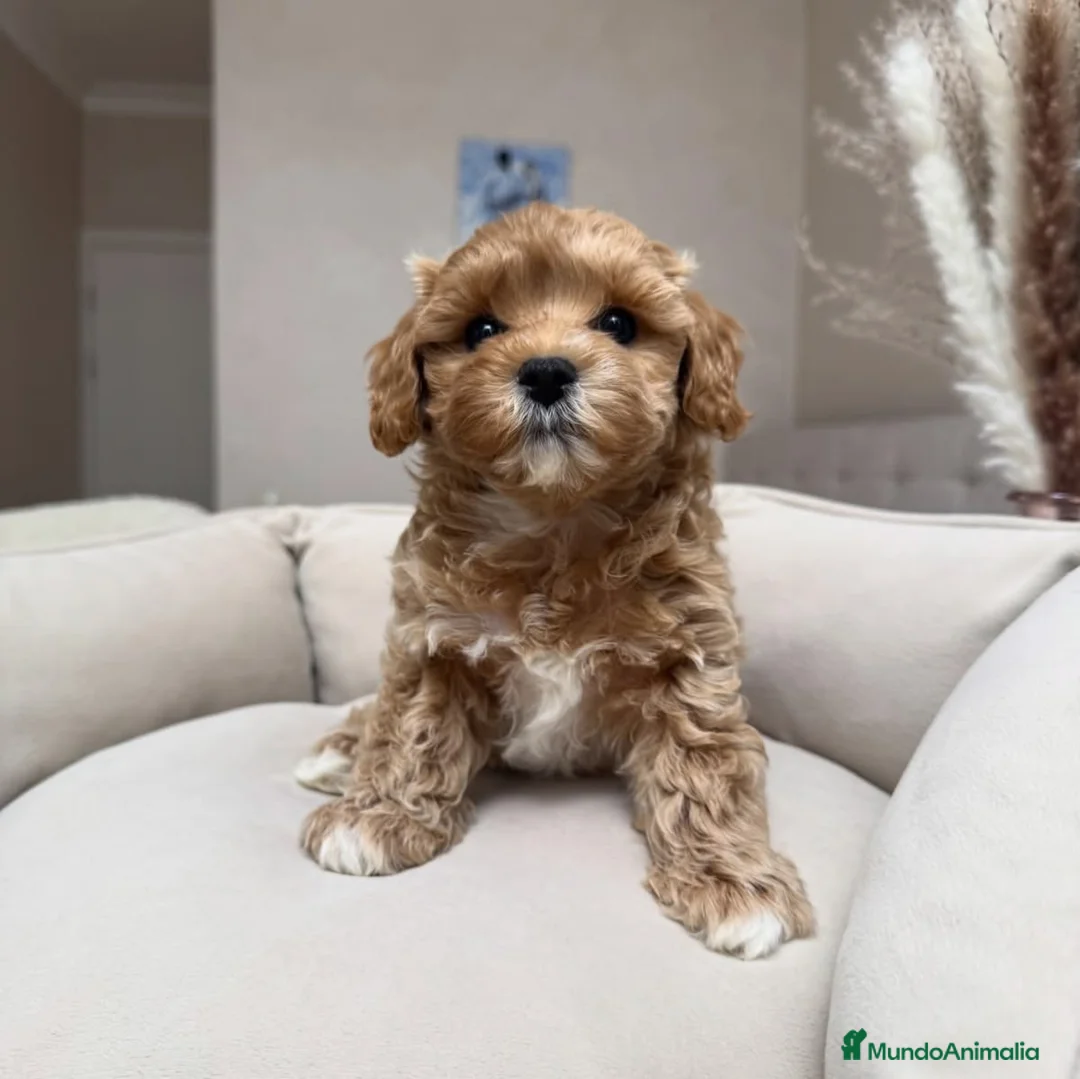 Maltipoo perros en venta: Pequeños Maltipoo Toy 🧸💕 - Anuncio 2