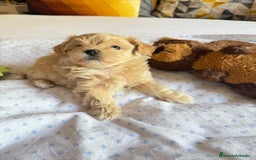 Maltipoo perros en venta: Maltipoo hembra  - Imagen 2