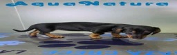 Teckel perros en venta: Teckel Hembra de Kily y Luisiño 8164 AQUANATURA - Anuncio 6
