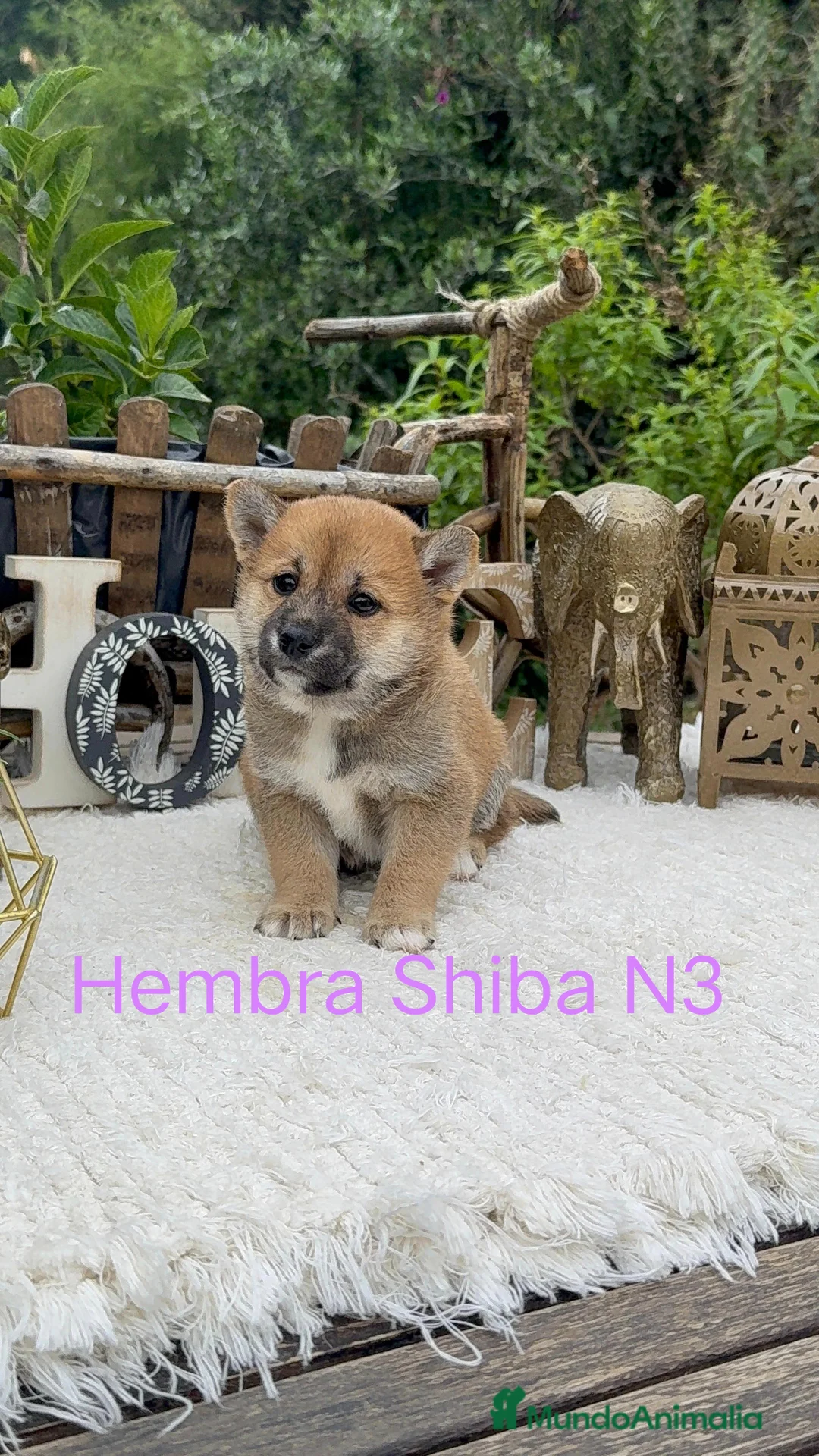 Shiba Inu perros en venta: Shiba Inu rojos preciosos inigualables  - Anuncio 1