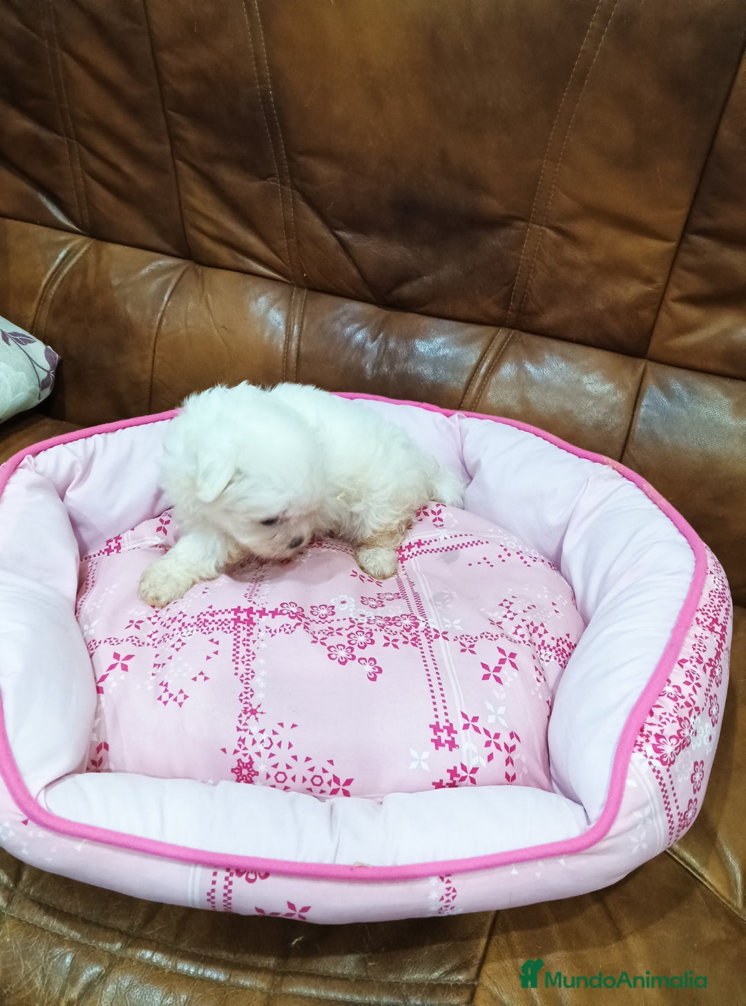 Bichón Maltés perros en venta: BICHON MALTES - Anuncio 3