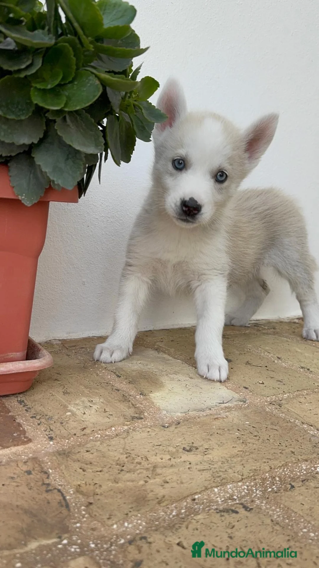 Husky Siberiano perros en venta: HUSKY SIBERIANO - Anuncio 2
